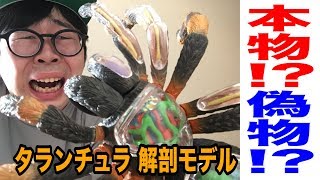 【本物!?偽物!?】タランチュラ 解剖モデルを組み立ててみた!!【閲覧注意】