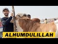 Qurbaani 2024 ki is baar paalengay cow ko