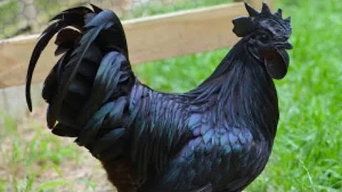 Was sind schwarze Hühner?