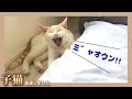 【悲報】悲痛な鳴き声で叫び続ける子猫　その理由とは…