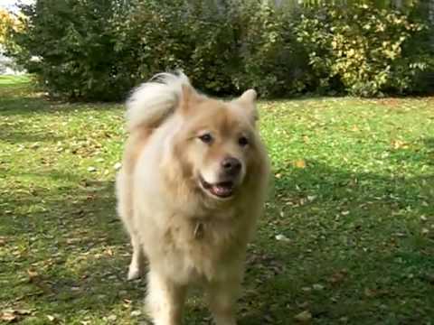 Marcus the Eurasier Dog | Doovi Marcus the Eurasier Dog | Doovi
