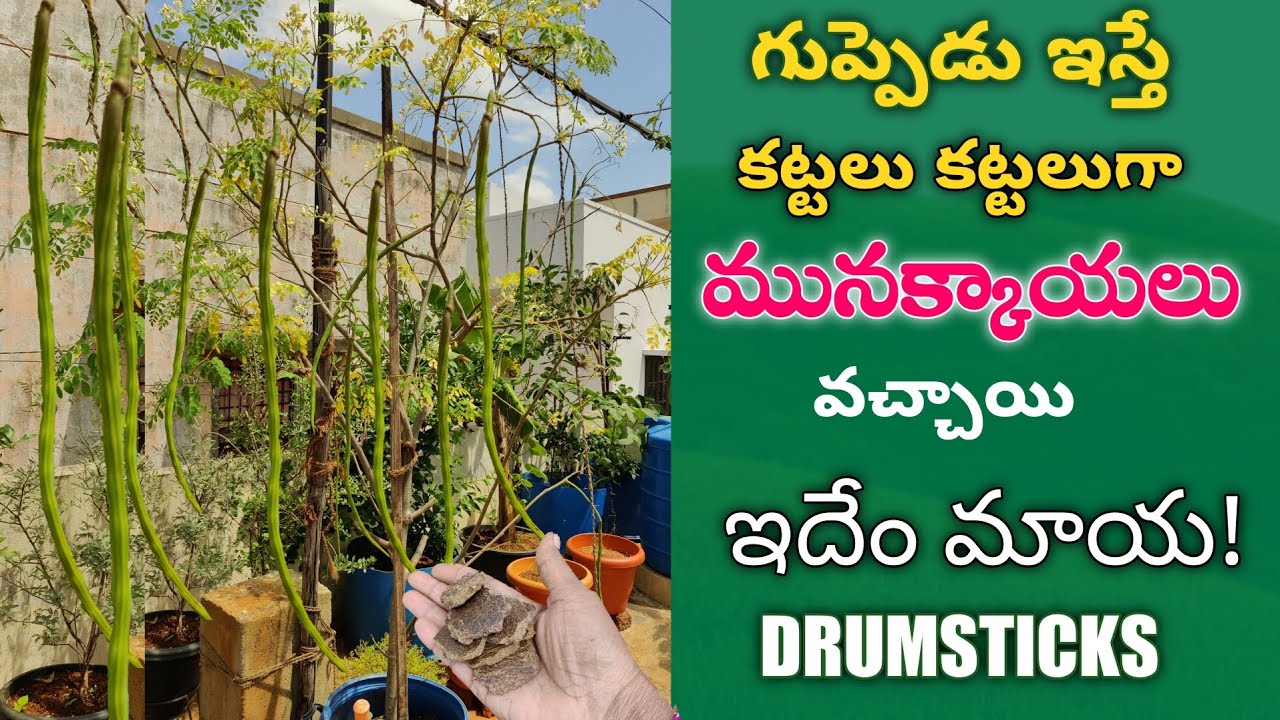 Extra DrumsticksUnbelievableEffects of Natural Method Rare video