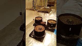 Photo grow 10 days in