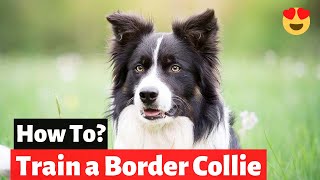 5 Amazing Border Collie Puppy Training Tips | Border Collie Obedience Training |