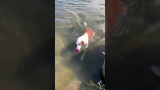 Mirror Lake Lake Palcid NY Moji and another hound go wild  September 5, 2020.