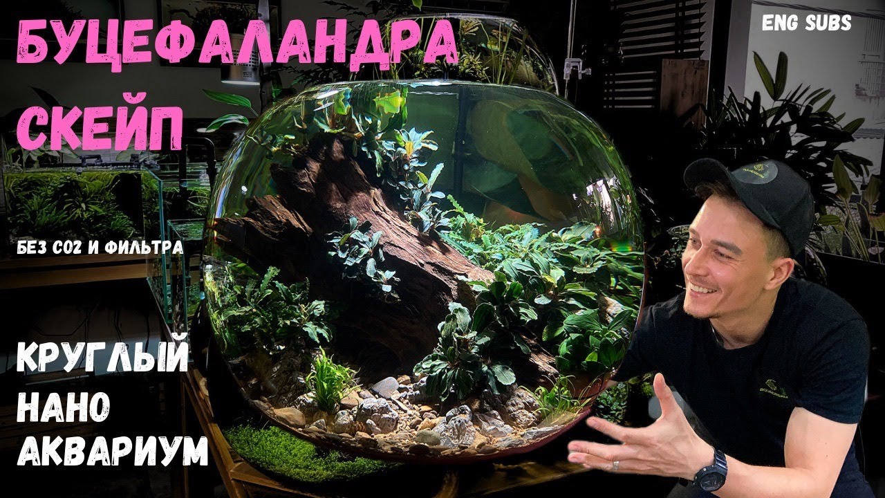 БУЦЕФАЛАНДРА АКВАРИУМ СКЕЙП | BUCEP AQUARIUM SCAPE | TUTORIAL