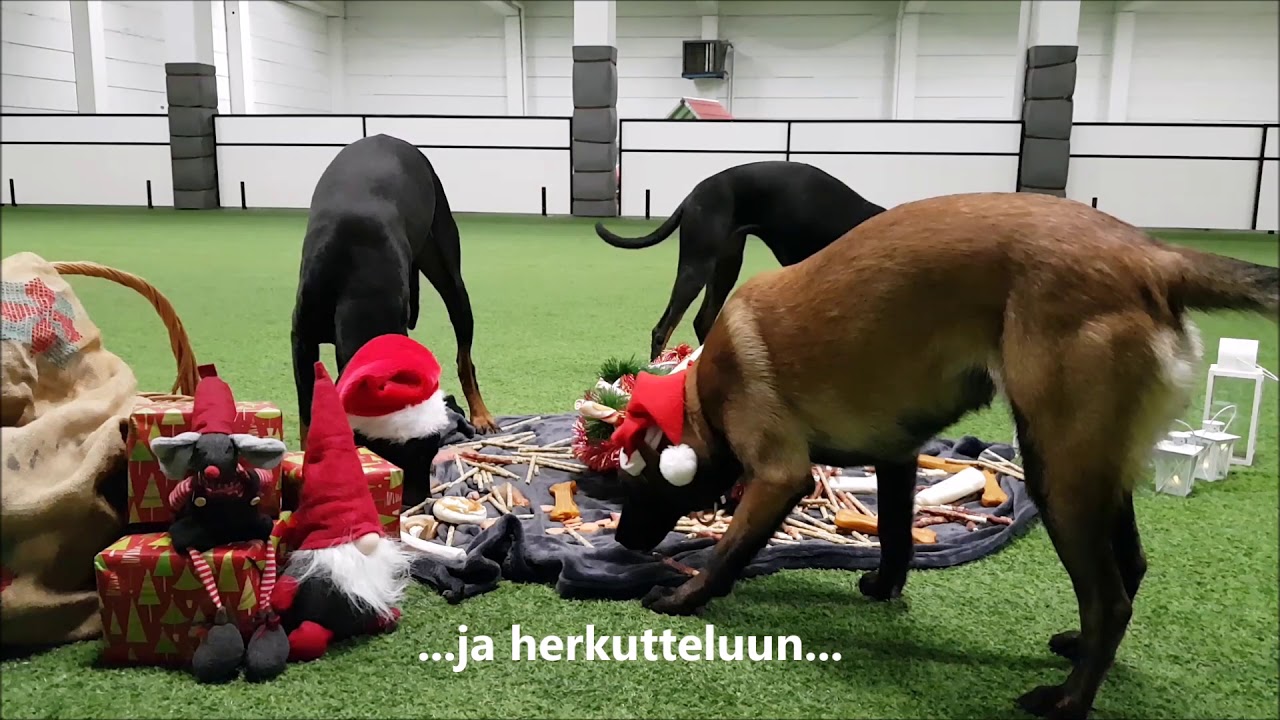 Lohjan Kirsujen TOKO-koirien Joulutouhut 2017