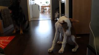 Ibizan hound 12 weeks doing tricks !