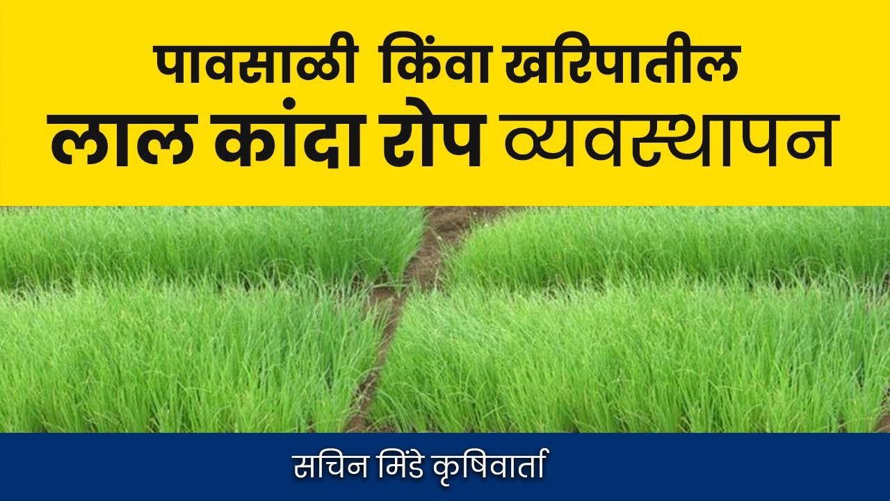 लाल कांदा रोप | पावसाळी  किंवा खरिपातील लाल कांदा रोप व्यवस्थापन | सचिन मिंडे कृषीवार्ता