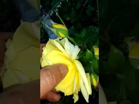 الجوري الاصفر من اكثر الورود جاذبية