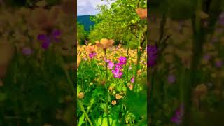 𝔻𝕒ğ 𝕞ə𝕟𝕫ə𝕣ə𝕤𝕚 𝕠𝕝𝕒𝕟, 𝕘ü𝕝𝕝ü,Ç𝕚ç𝕖𝕜𝕝𝕚 𝕓𝕒𝕩ç𝕒𝕤ı 𝕠𝕝𝕒𝕟 𝕓𝕦 𝕘ö𝕫ə𝕝 𝕖𝕧𝕕ə 𝕕𝕚𝕟𝕔ə𝕝𝕞ə𝕪 𝕚𝕤𝕥ə𝕪ə𝕟 𝕓𝕦𝕪𝕦𝕣𝕤𝕦𝕟.