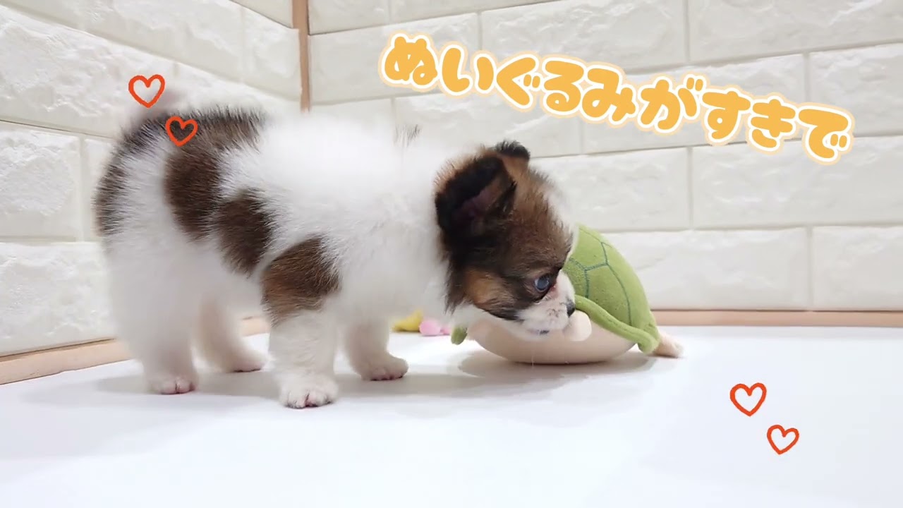 富谷店」パピヨン - YouTube