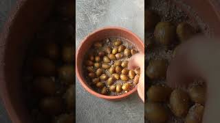 How To Grow Areca Palm From Seeds