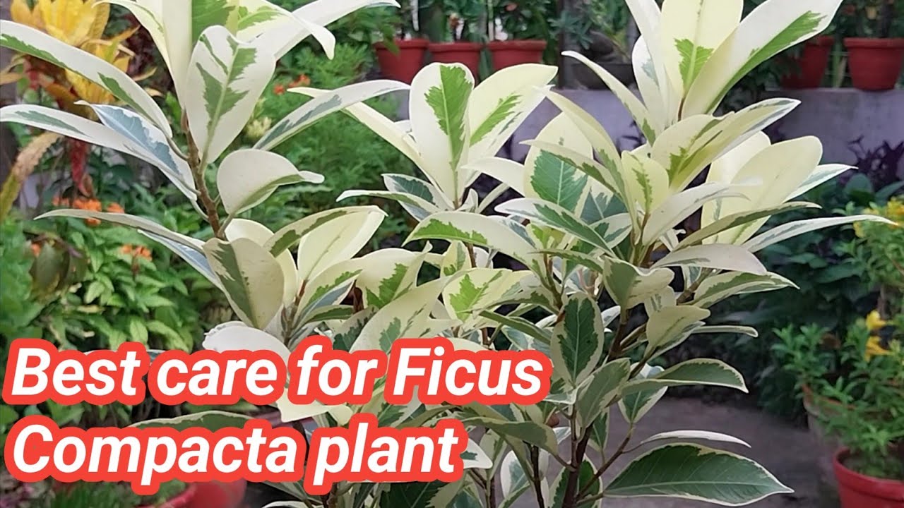 How to care for Ficus Compacta plant // Ficus plant care // Fertilizer for Ficus plant YouTube