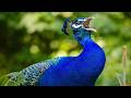 Peacock Sounds Peacock Call صوت الطاووس