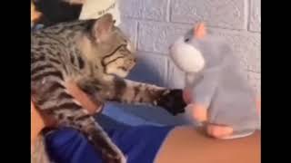 кот против игрушки