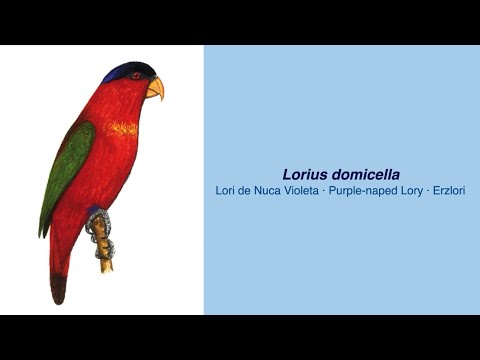 350 Parrot Species - #38 Lorius domicella