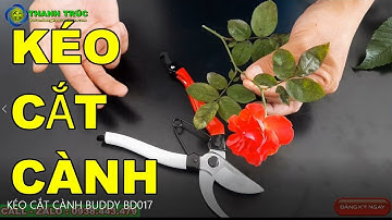 KÉO CẮT CÀNH BUDDY BD017