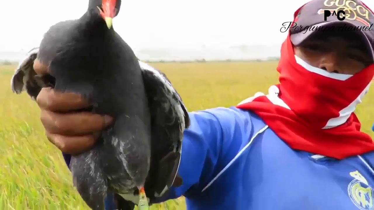 Memikat Burung Sawah Paling Banyak Hasilnya. 