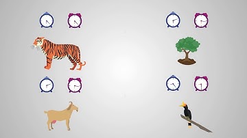 How did species evolve?