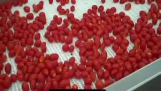 Brokuly Rabe A Pomidory Importer Hurtownia Dostawca I Eksporter