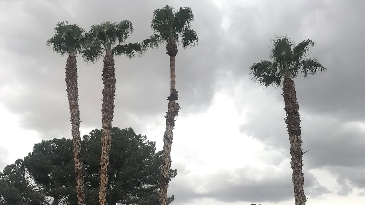 East Las Vegas/45ft Tall Palm Trees/Poda de palmas altas