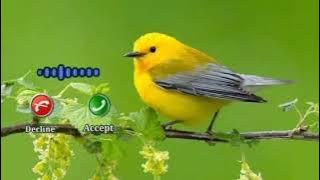 birds sound ringtone | Sweet voice message ringtone #youtubevideo #birds #soundeffect