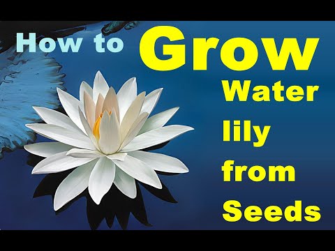 Video: How To Grow A Lily From Seeds? 19 Photos Breeding Rules. What Do Seeds Look Like? What Varieties To Grow At Home?