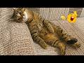 CATS Acting Too FUNNY Caught on Camera 2026 🤣🐱 | Funny Cat Moments 🐈