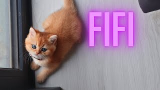 آیا فی فی دیوونست ؟🫠🧐 by Mikey cat 4,018 views 11 months ago 8 minutes, 20 seconds