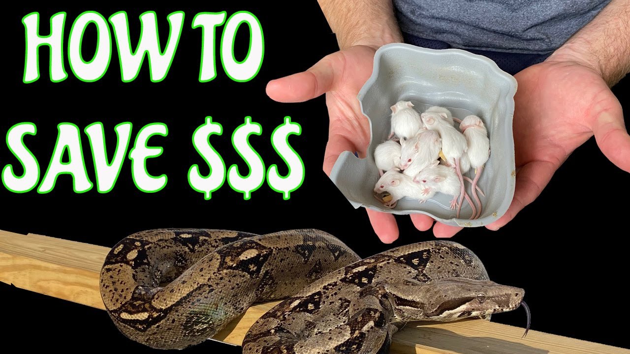Breeding mice to feed snakes SIMPLE AND EASY YouTube
