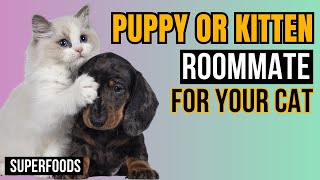 Kitten or Puppy  - The Best Companion for  your lonely cat by Superfoods for CATS 241 views 2 weeks ago 5 minutes, 29 seconds