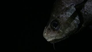 Deep sea creatures of Roatan (1000-2100 feet)