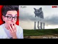 CATNAP Ãˆ STATO VISTO NELLA VITA REALE?!!