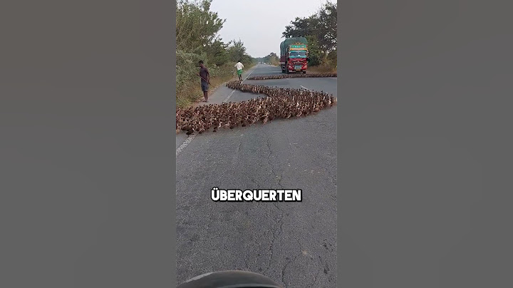 Eine Armee von Gänsen