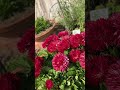 赤いデイジーが主役のお庭#garden #gardening #spring #flowers #ガーデン