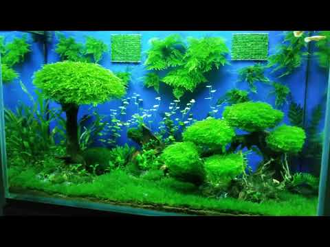 Video Thủy sinh không CO2 ( Hồ full rêu kịp đón tết ) - youtube