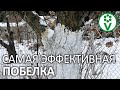 ЭТА ПОБЕЛКА ПОЛЕЗНЕЕ ЛЮБОЙ ГОТОВОЙ КРАСКИ! Побелочный состав своими руками