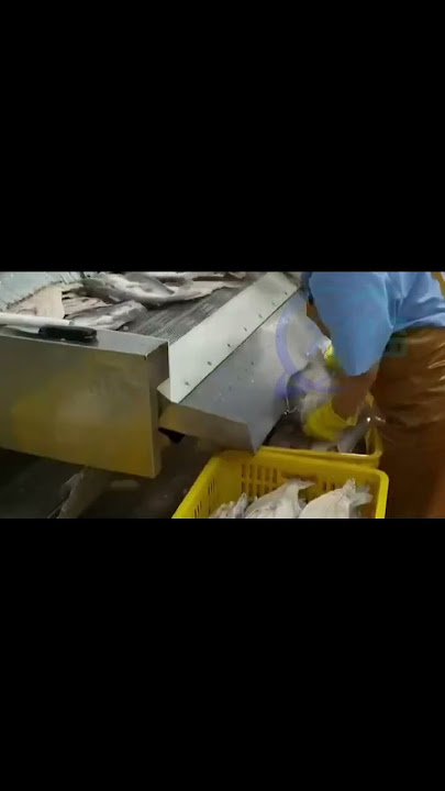 pangasius processing line, basa processing, fish processing #aquaculture #frozenfood #seafood