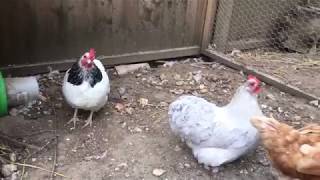 Feather Pecking and Bullying in Hens