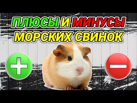 Морские свинки - плюсы и минусы. Морские свинки как домашние животные