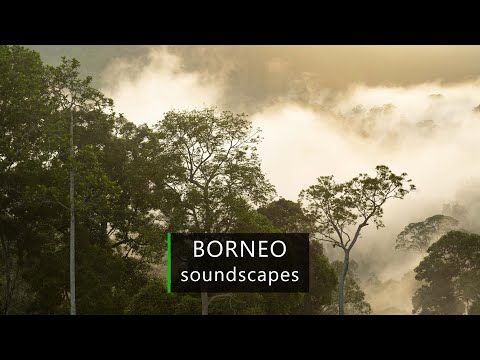 Borneo rainforest - afternoon soundscape in the jungle