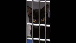 U-Haul of cats found in Tacoma motel parking lot