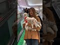 Teacup Pomeranian Puppies Cute Dogs Short Video