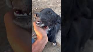 New viral audio try now #explore #minivlog #subscribe #shortvideo #streetdog #viralaudio #catanddog