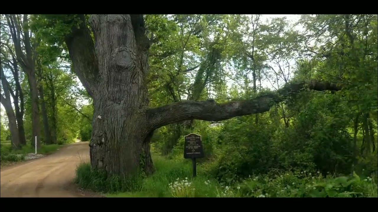 Champion Oak tree in Oakland Twp. Michigan. OVER 500 YEARS OLD! YouTube