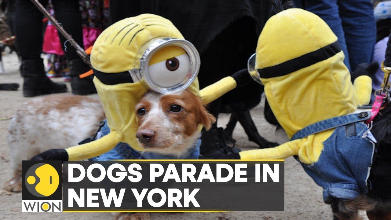 Dogs dress in celebrity-themed costumes as they parade in New York for Halloween | WION