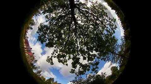 Hemispherical time lapse video under an oak