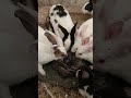#BunnyRabbit #CuteRabbit #PetRabbit #RabbitLover #FunnyBunny #RabbitShorts #CuteAnimals #ViralShorts