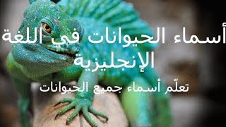 أفضل درس لتعلم الحيوانات و أصواتهم بالغة الأنجليزية (animals in english)??